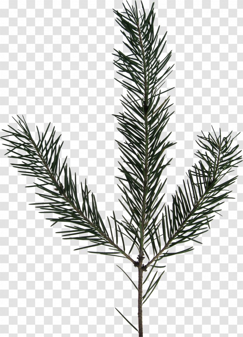 Spruce JPEG Computer File - Plant - Pine Transparent PNG