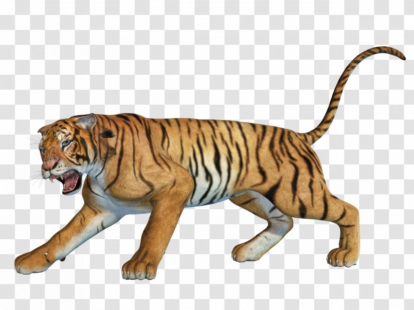 Image Cat South China Tiger Animal Download - Organism Transparent PNG