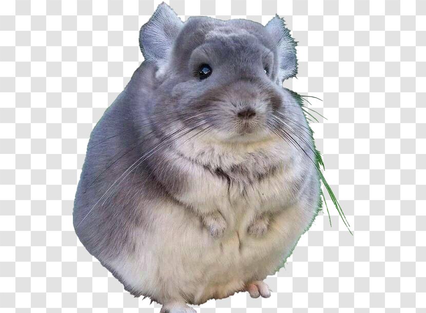 Long-tailed Chinchilla Rodent Short-tailed Rex Rabbit Pet - Whiskers - Cat Transparent PNG