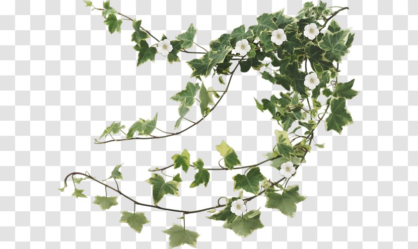 Family Tree Background - Plants - Grape Leaves Ivy Transparent PNG