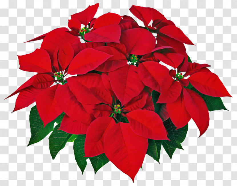 Flower Poinsettia Red Plant Petal Transparent PNG