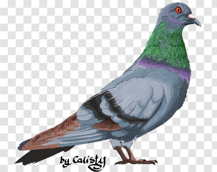 Stock Dove Columbidae Domestic Pigeon Bird Fancy - Feather Transparent PNG