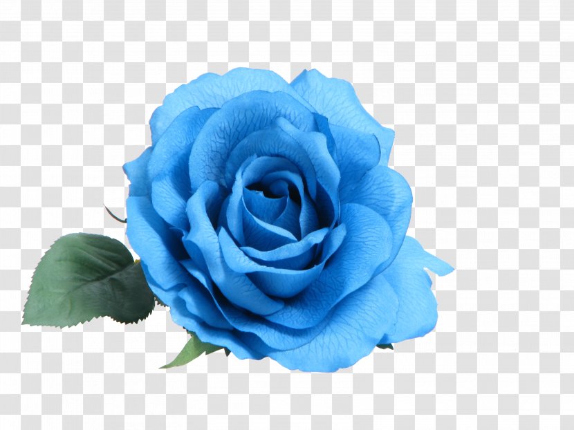 Blue Rose Clip Art - Flower - White Roses Transparent PNG