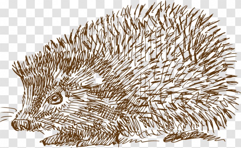 Domesticated Hedgehog Drawing Illustration - Mammal - Hand Drawn Sketch Transparent PNG