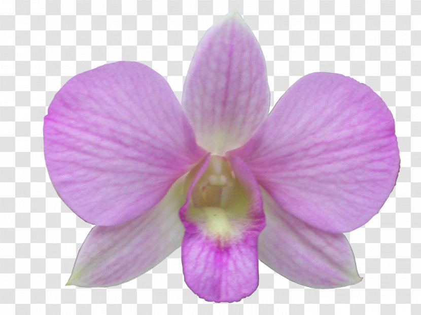 Moth Orchids Digital Image - Cypripedium Calceolus Transparent PNG
