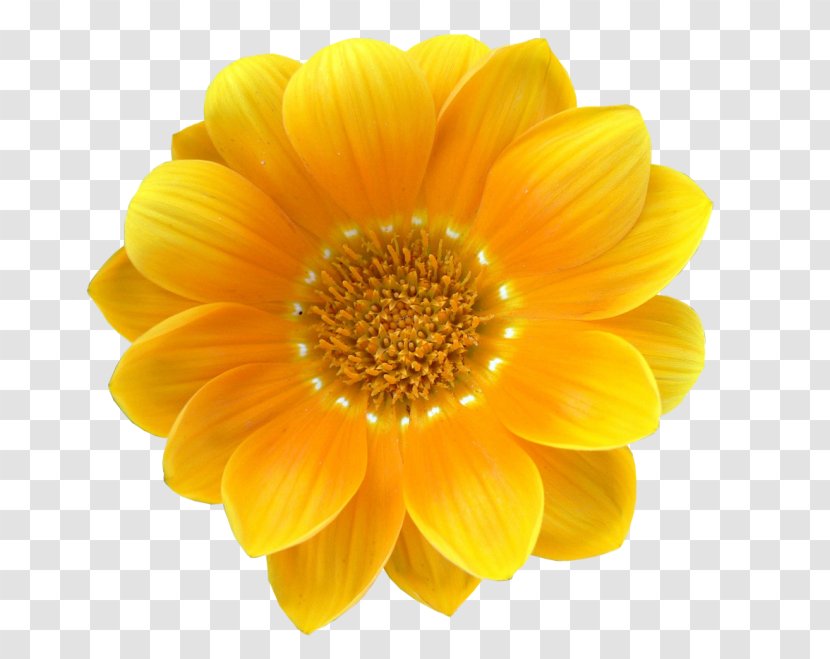 Stock Photography Yellow Flower Common Daisy White Transparent PNG