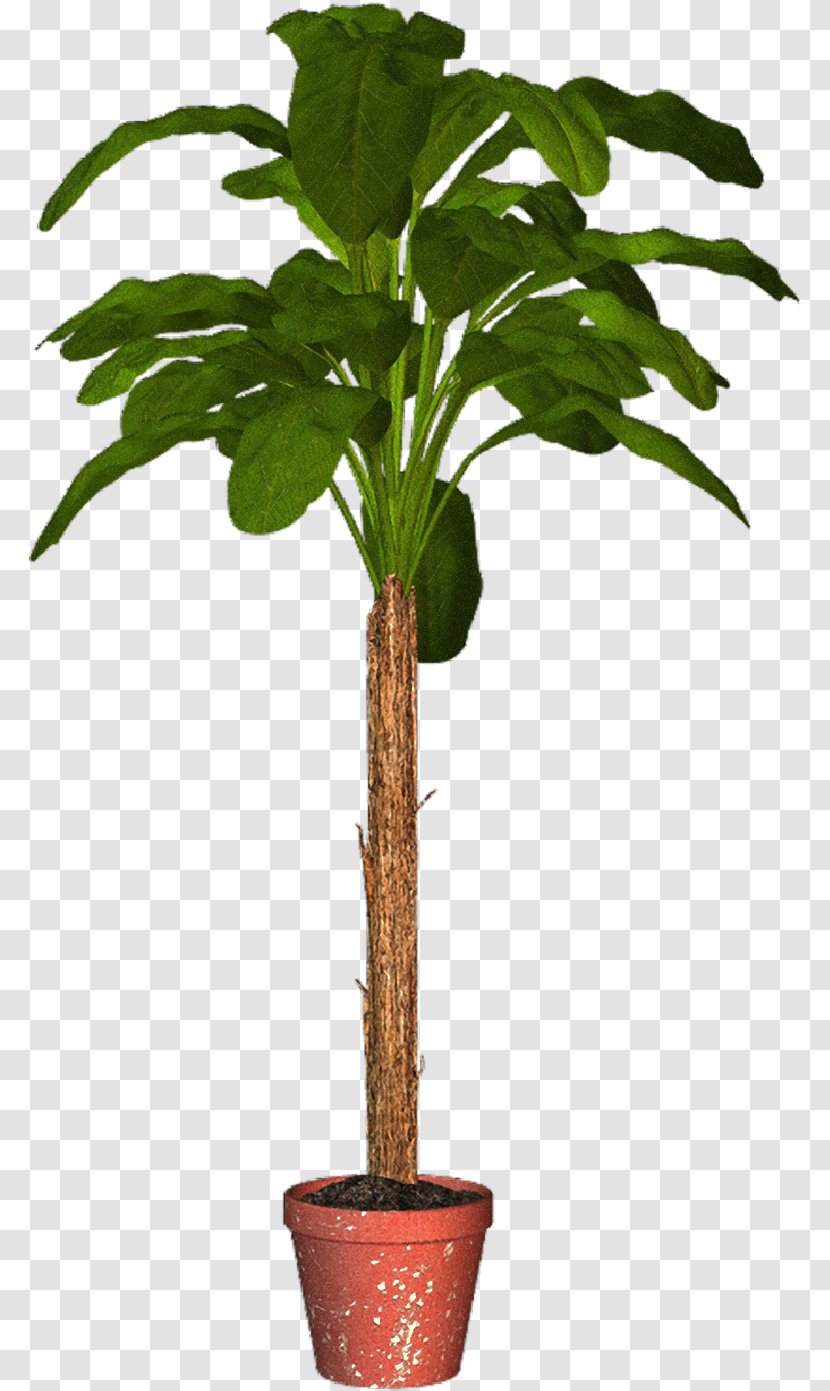 Arecaceae Flowerpot Houseplant Tree - Evergreen - Plant Pot Transparent PNG