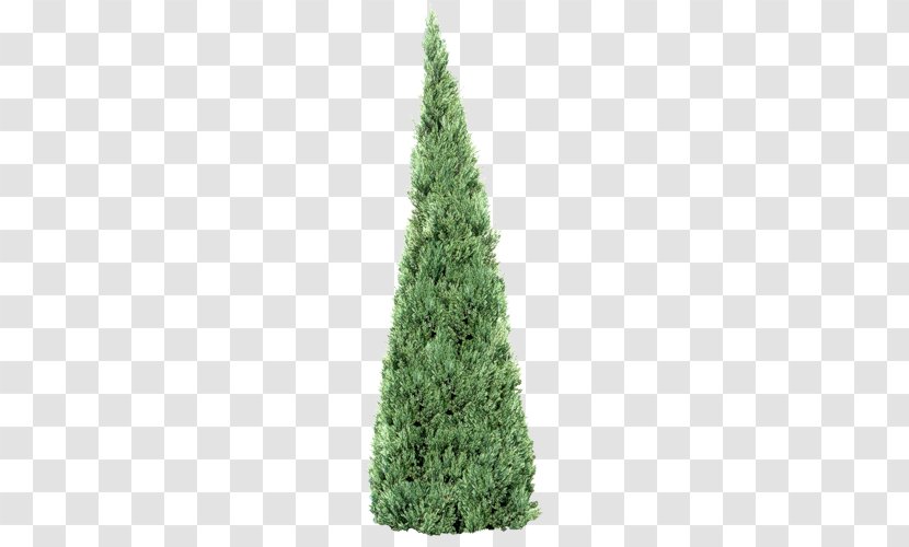 Spruce Treelet Fir Pine - Conifer - Tree Transparent PNG