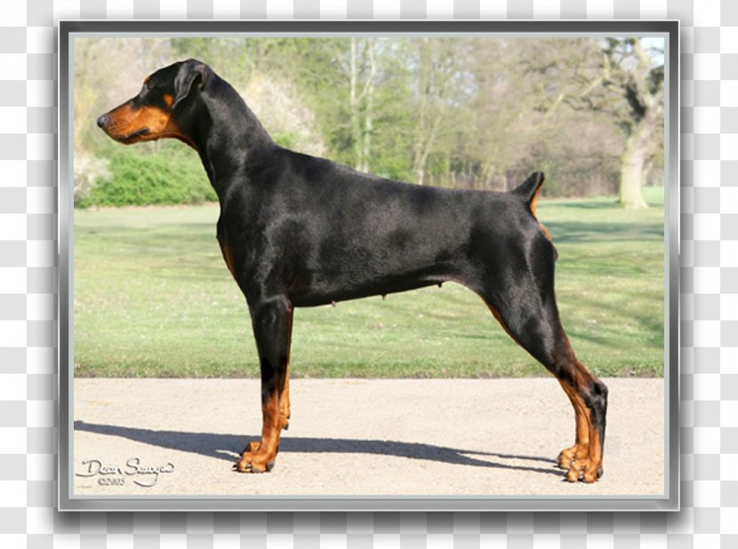 Dobermann German Pinscher Miniature Manchester Terrier Dog Breed - Vulnerable Native Breeds - Female Card Transparent PNG