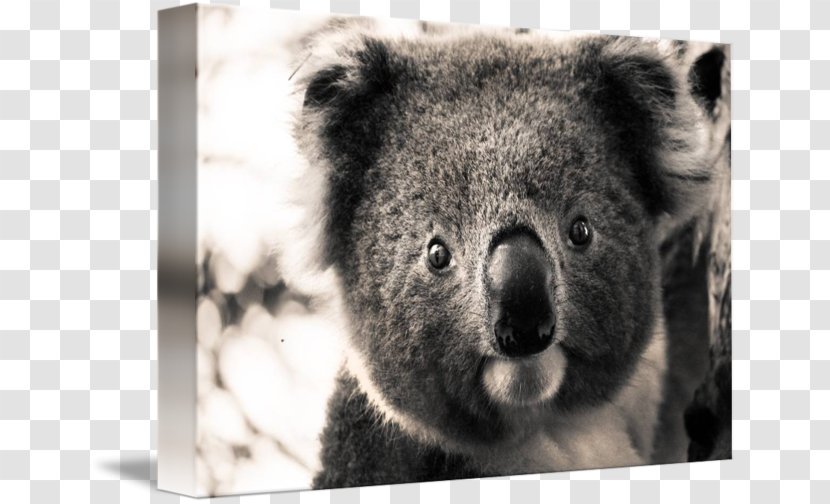 Imagekind Koala Art Portrait Poster - Snout Transparent PNG
