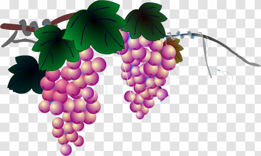 Grapevines Google Images - Vitis - Grape Transparent PNG