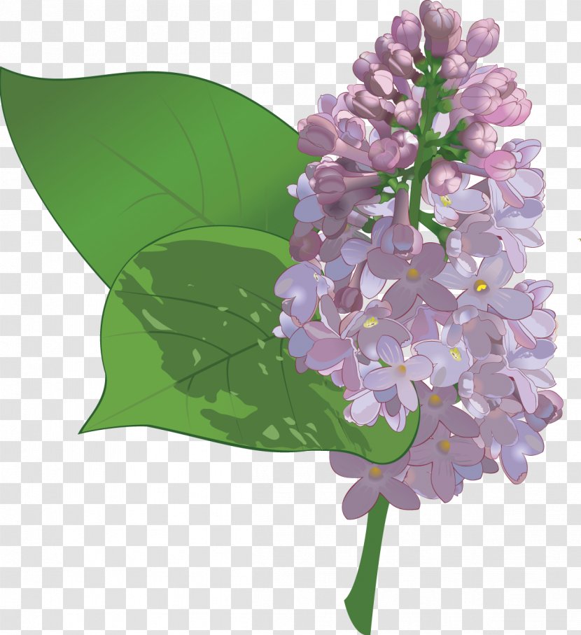 Flower Lilac Clip Art - Drawing Transparent PNG