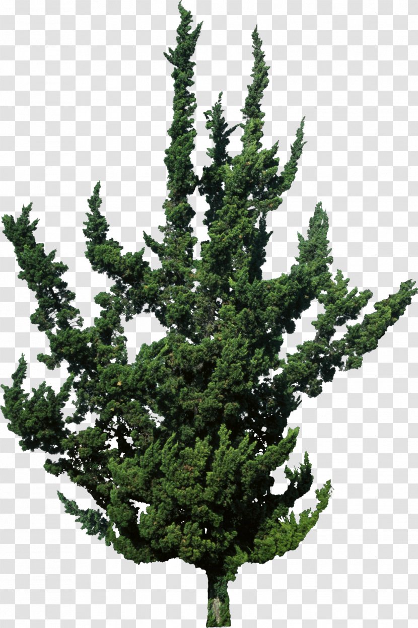 Spruce Juniperus Chinensis Var. Kaizuka Evergreen Tree Pine - Shrubs Transparent PNG