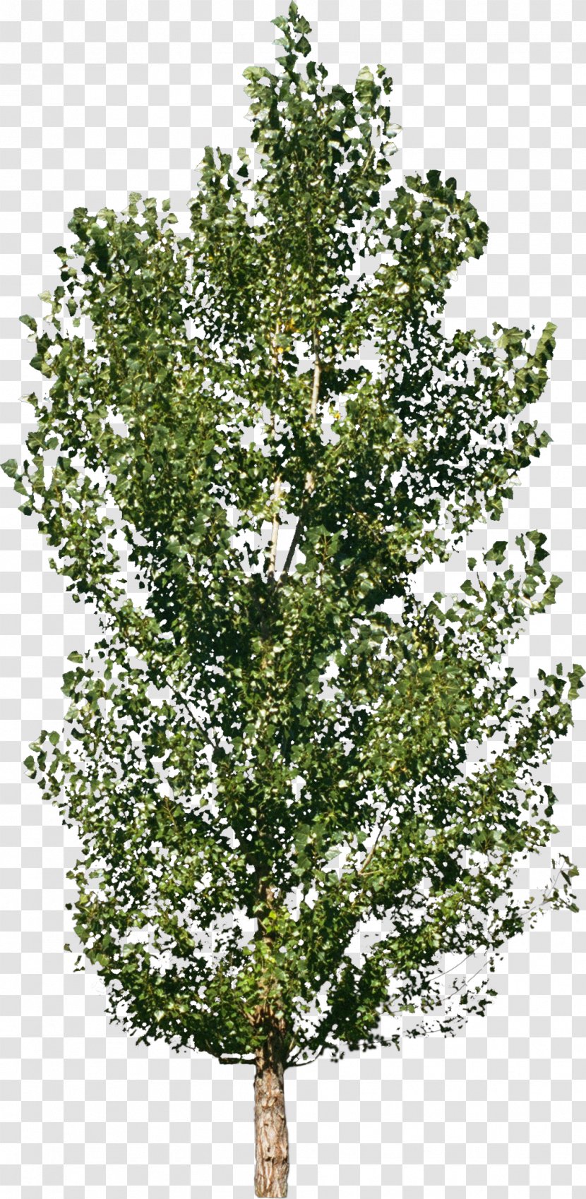 Tree Forest Material Shrub - Plant - Bushes Transparent PNG