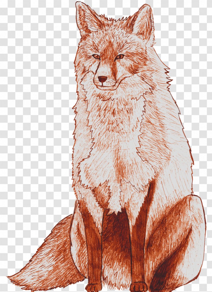 Whiskers Red Fox Coyote Gray Wolf Dhole - Snout - Drawing Pencil Transparent PNG