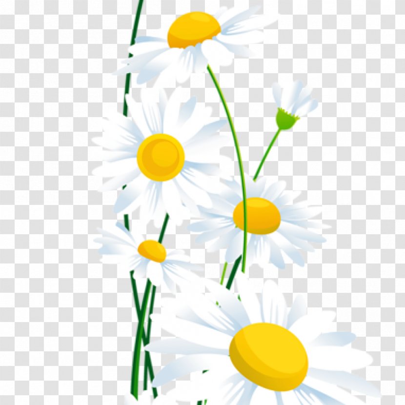 Borders And Frames Clip Art Common Daisy Flower Transparent PNG