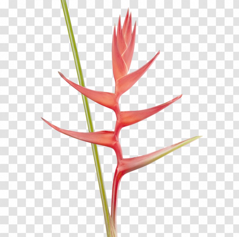 Lobster-claws Beefsteak Musa Ornata Plant Stem Flower - Beef - Heliconia Transparent PNG