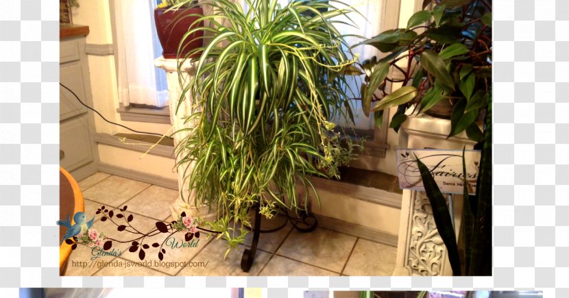 Flowerpot Grasses Houseplant Herb Arecales - Grass Family - Spider Plant Transparent PNG