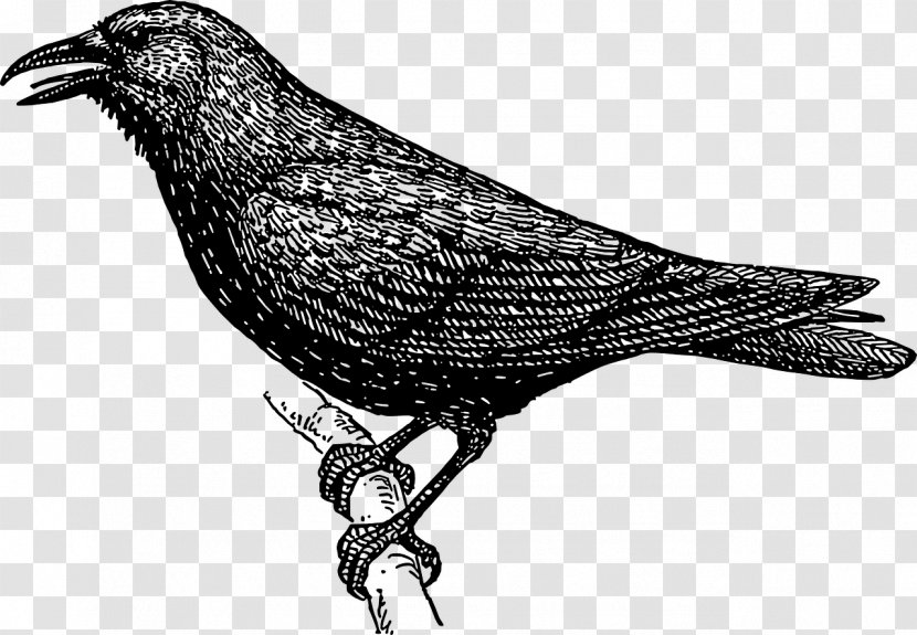 American Crow Common Raven Bird Drawing - Songbird Transparent PNG