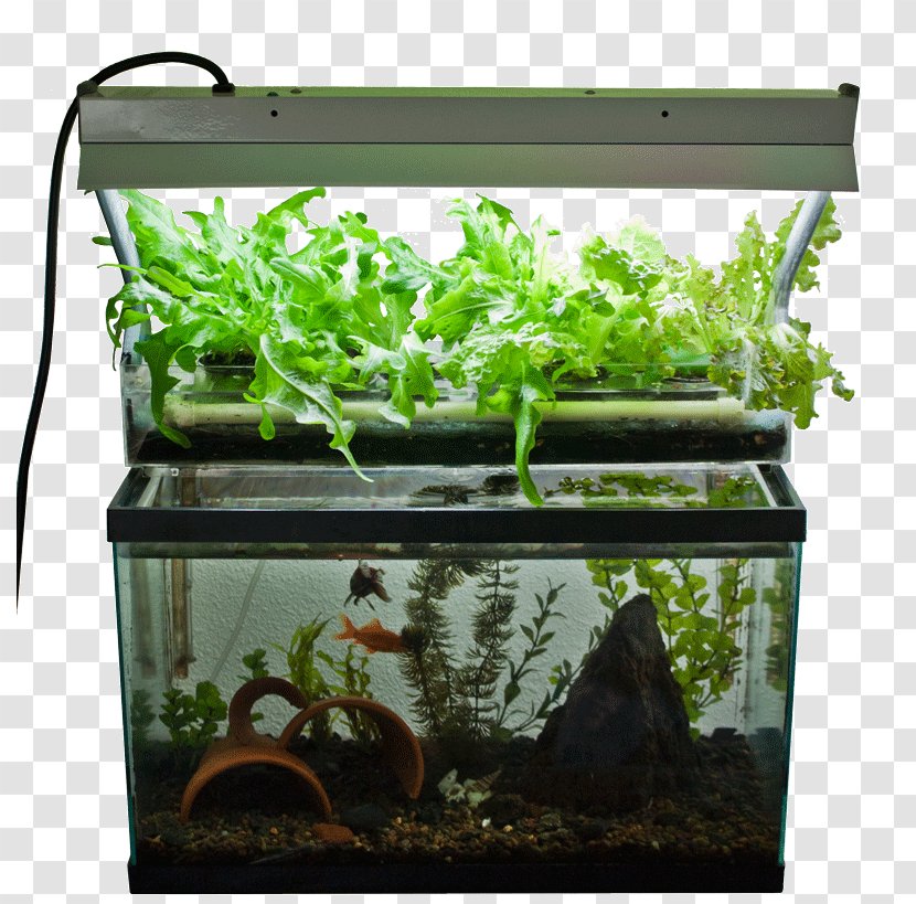 Aquaponics Hydroponics Fish Aquarium Garden - Rectangle Transparent PNG