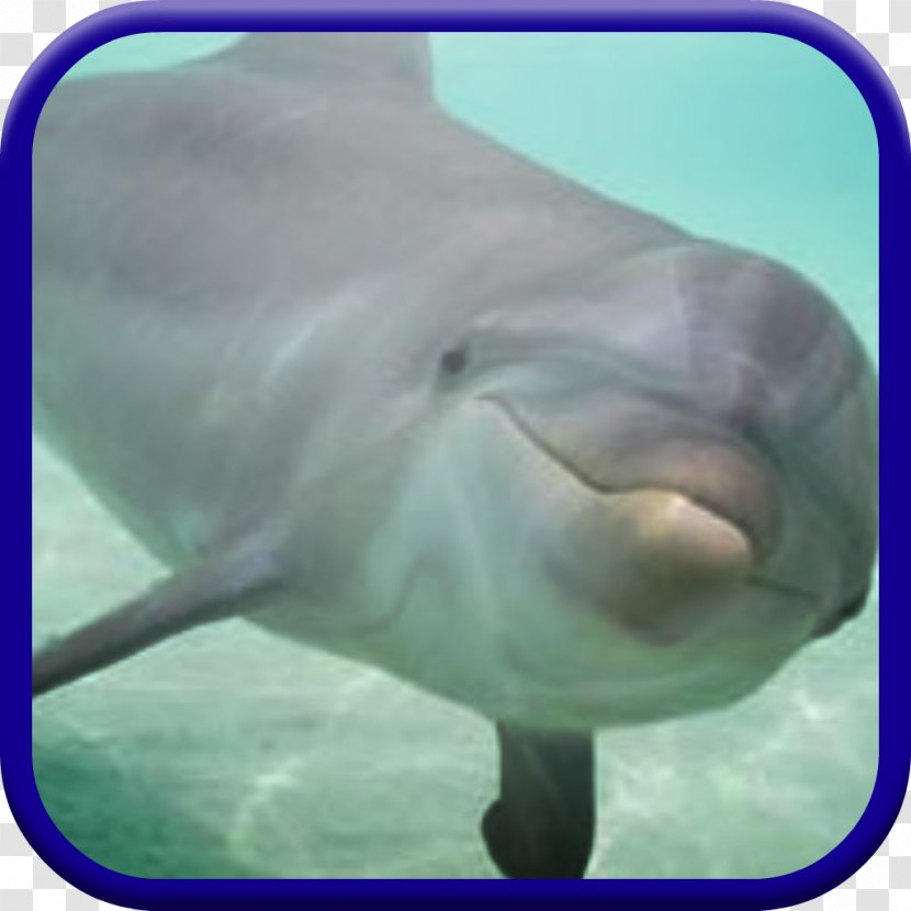 Common Bottlenose Dolphin Wholphin Tucuxi Short-beaked Monkey Madness Kart Racing - Dolphine Transparent PNG