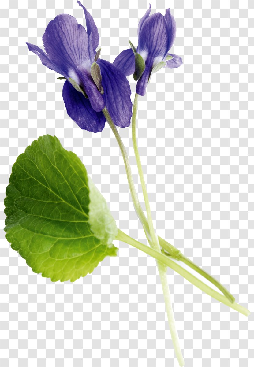 Sweet Violet Getty Images Photography Viola Mandshurica - Stock - Family Transparent PNG