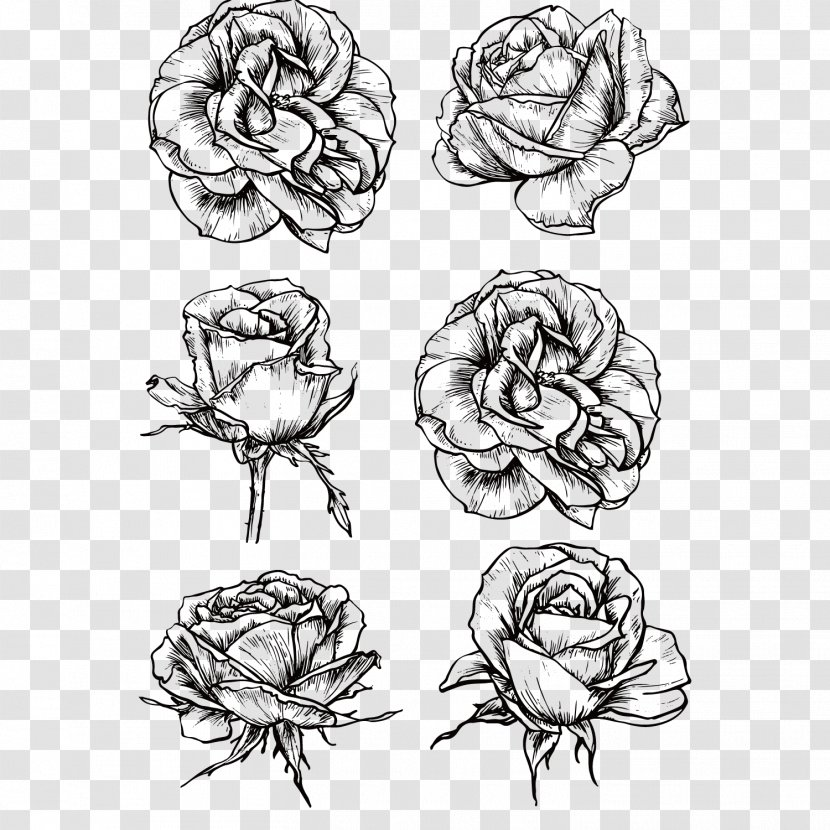 Rose Flower Drawing Sketch - Royaltyfree - Black And White Roses Transparent PNG