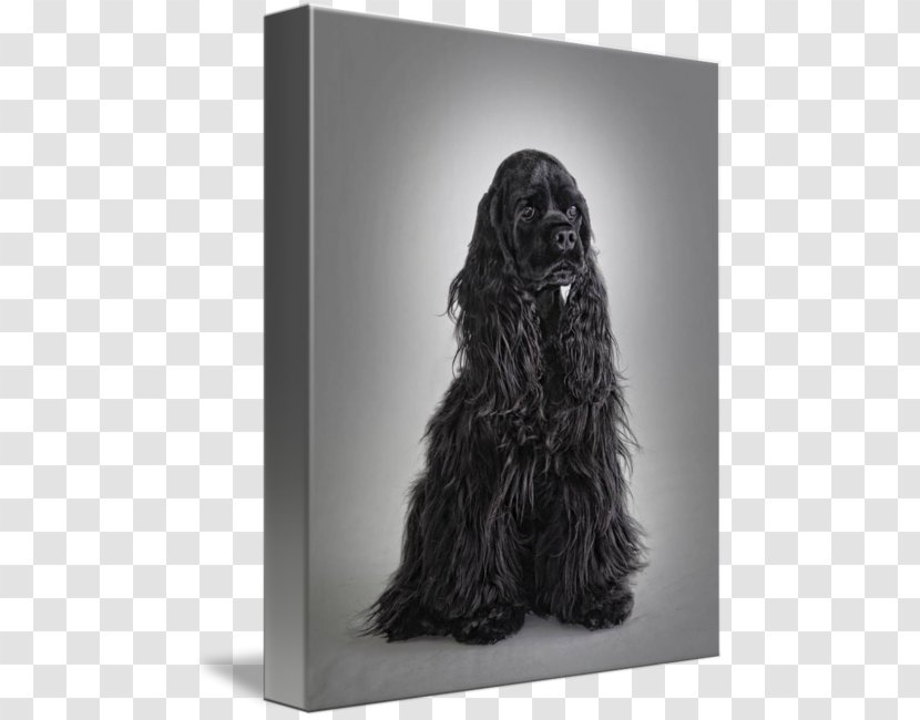 American Cocker Spaniel Field Boykin English Newfoundland Dog - Breed Transparent PNG