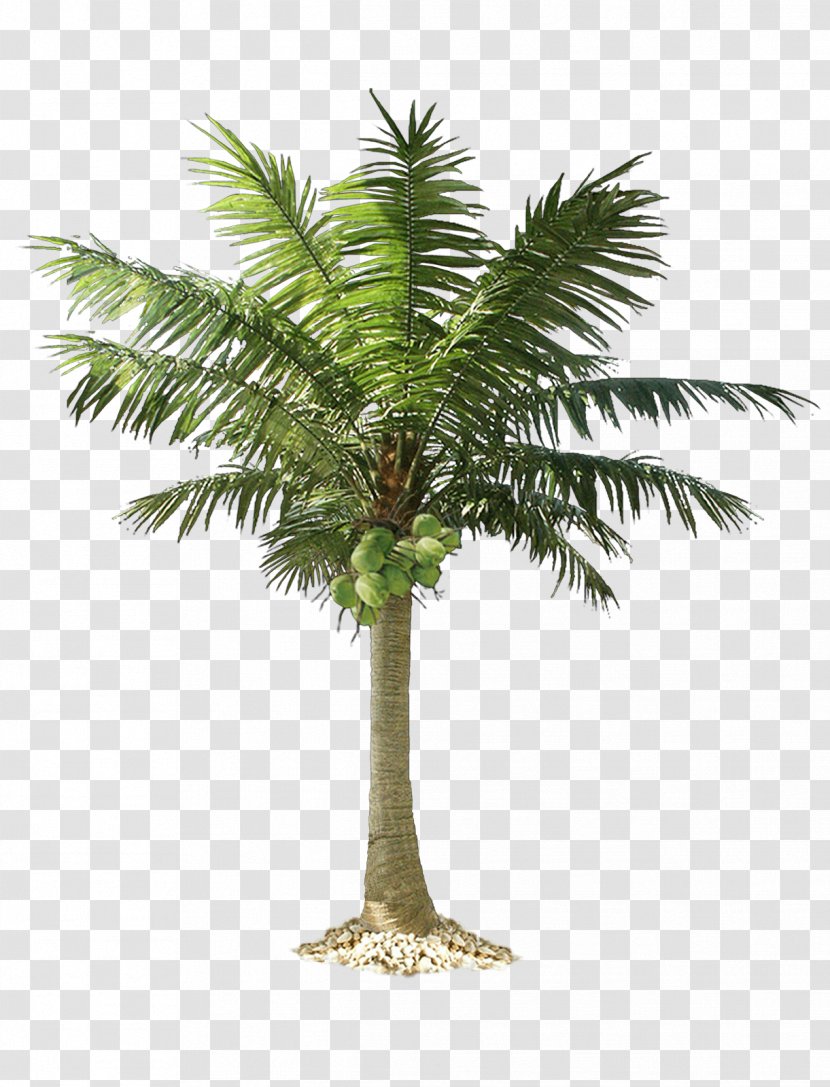Arecaceae Clip Art - Flowerpot - Palm Tree Transparent PNG