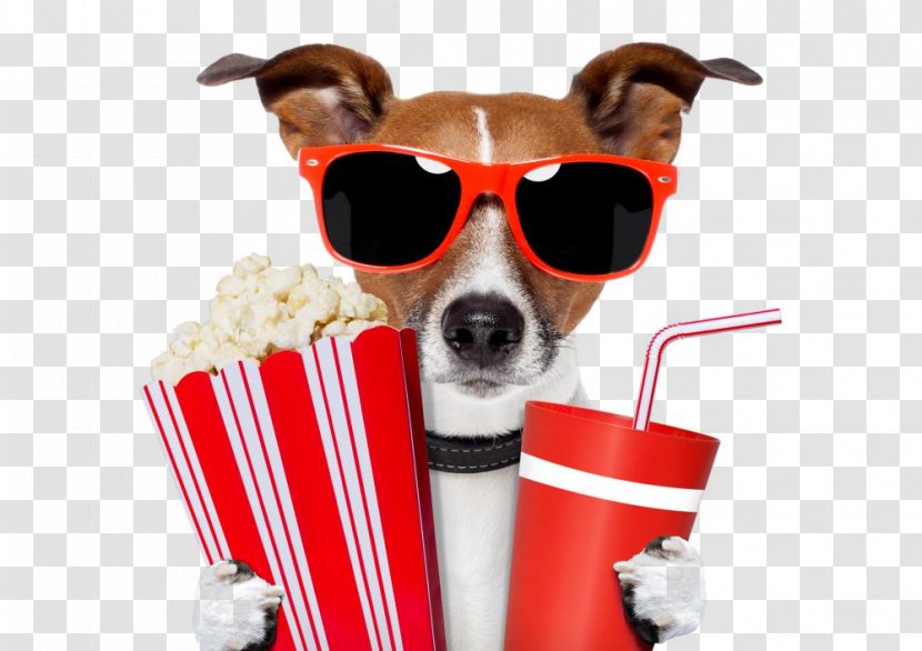 Jack Russell Terrier Cinema Film Weirs Drive-In Theatre - Snout Transparent PNG