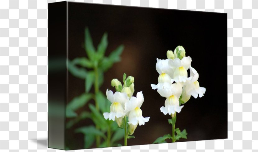Snapdragon Flower Garden Poppy Seed - Flowering Plant Transparent PNG
