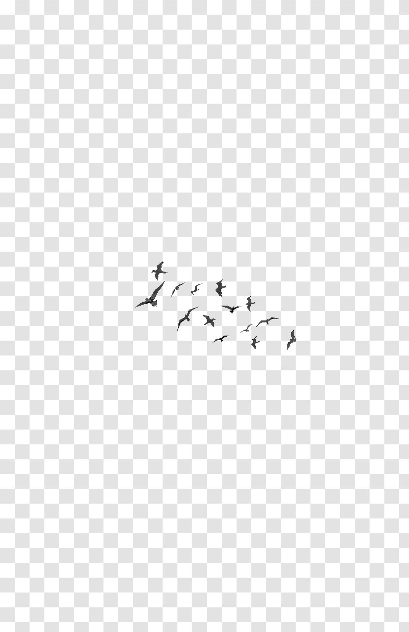 Bird Migration Parrot Flock Clip Art - Wing - Bird's Nest Cut-off Transparent PNG
