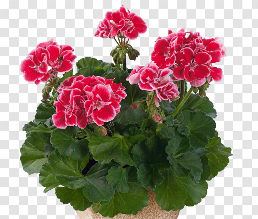 Flower Flowering Plant Petal Houseplant - Verbena - Perennial Transparent PNG