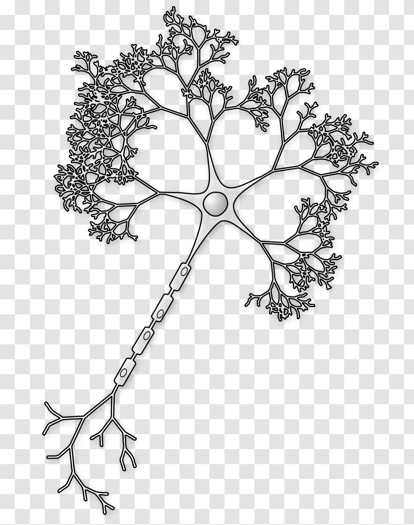 Neuron Axon Brain Soma Synapse - Dendrite - Neurons Transparent PNG