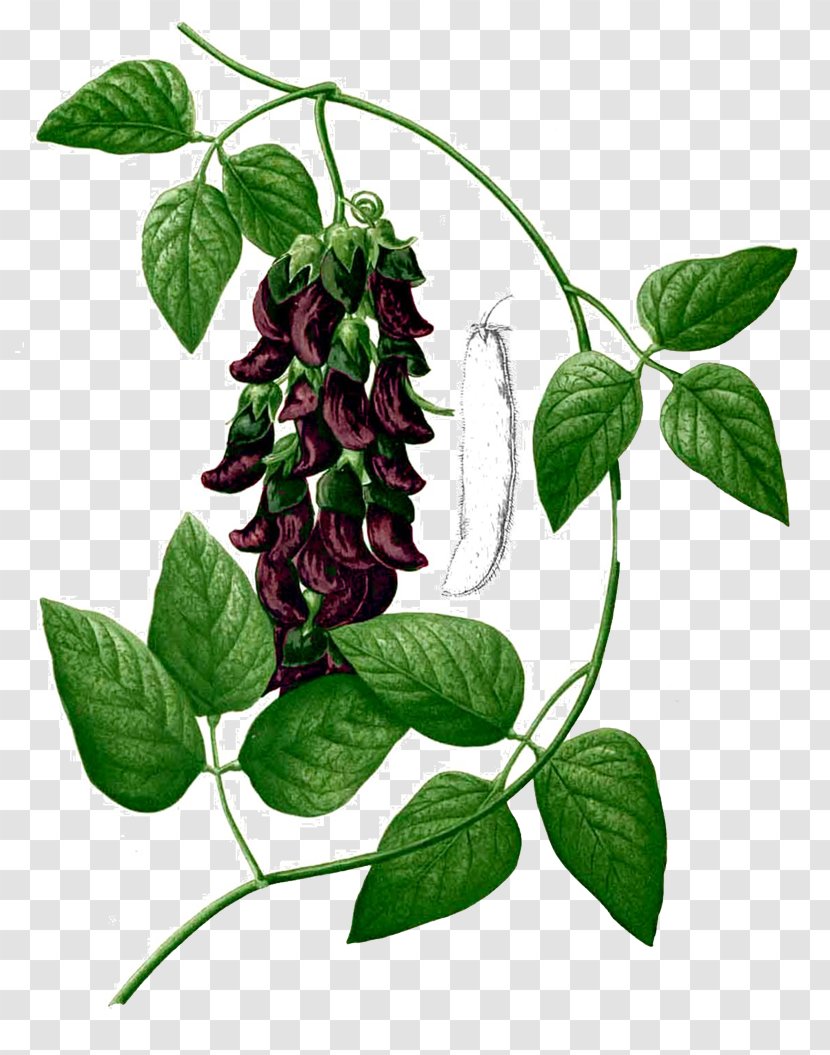 Velvet Bean Levodopa Herb Parkinson Disease Dementia Legumes - Health Transparent PNG