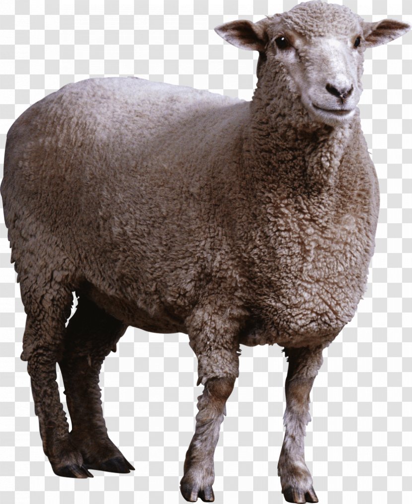 Sheep Goat Clip Art - Cow Family Transparent PNG