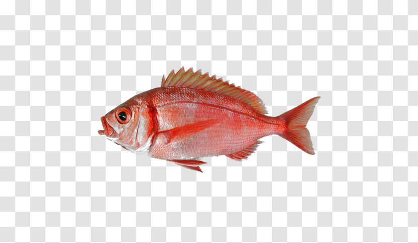 Common Dentex Macrophthalmus Red Porgy Fish Angolensis - Perch Transparent PNG
