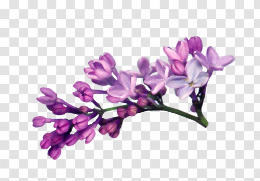 Lilac Photography Clip Art - Flower Transparent PNG
