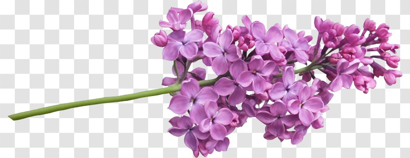 Lilac Clip Art - Flowering Plant Transparent PNG