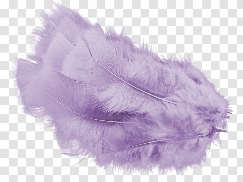 Feather Color Violet Computer Software - Fur - Plum Transparent PNG