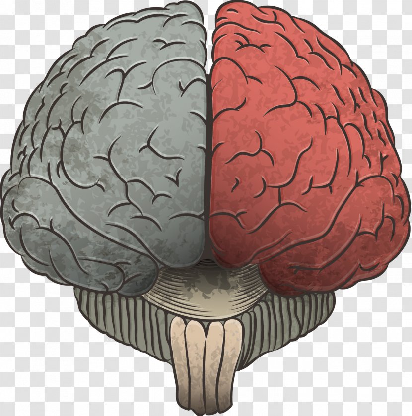 Agy Cerebrum Information Drawing - Cartoon - Vector Hand-drawn Brain Transparent PNG