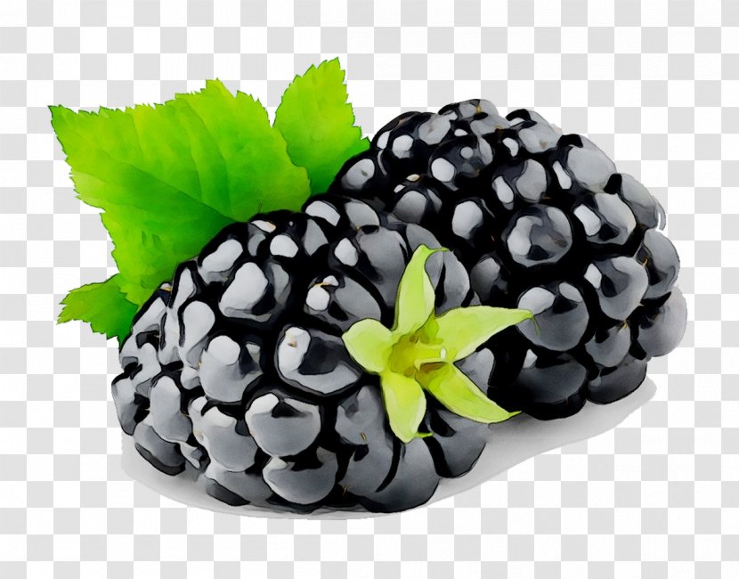 Cobbler Blackberry Clip Art Fruit - Brambles - Raspberry Transparent PNG