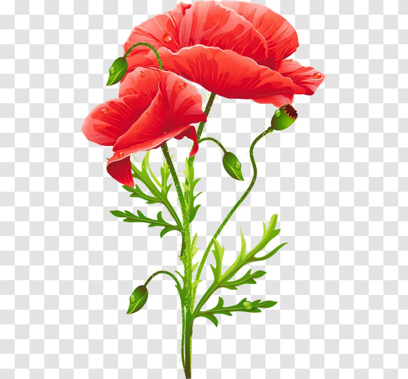 Common Poppy Flower Remembrance Art - Rose Family Transparent PNG