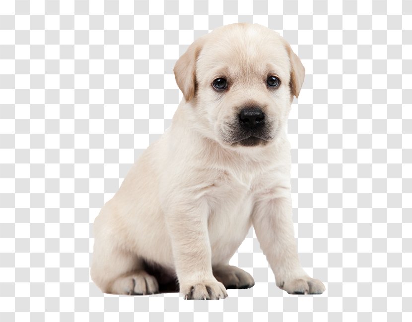 Labrador Retriever Puppy Dog Breed Companion - Sticker Transparent PNG