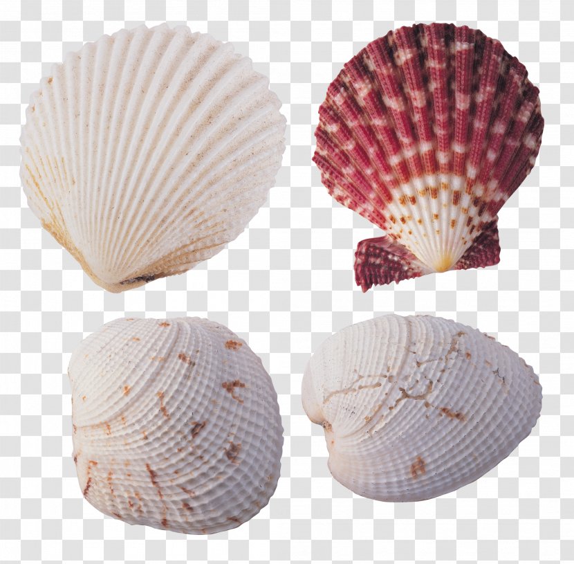 Cockle Seashell Desktop Wallpaper Shellfish Color - Red Transparent PNG