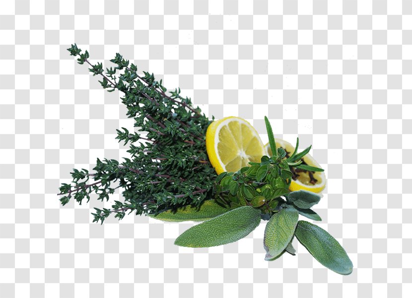 Mediterranean Cuisine Garden Thyme Common Sage Herb Rosemary - Citrus Transparent PNG