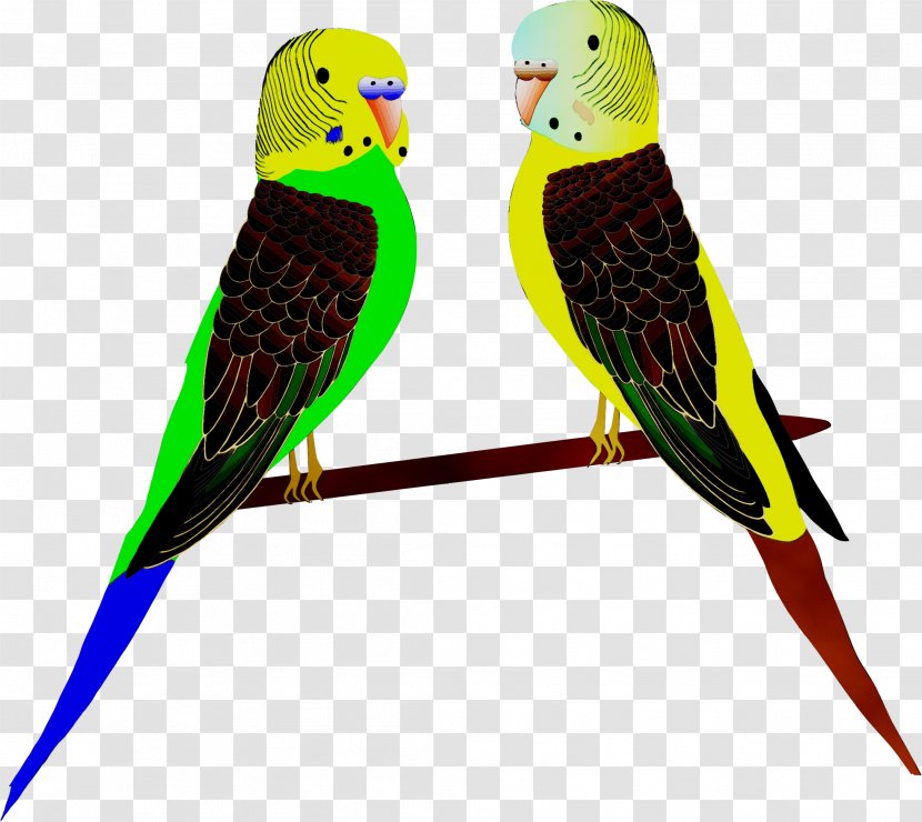 Macaw Parakeet Feather Beak Pet - Lorikeet Transparent PNG