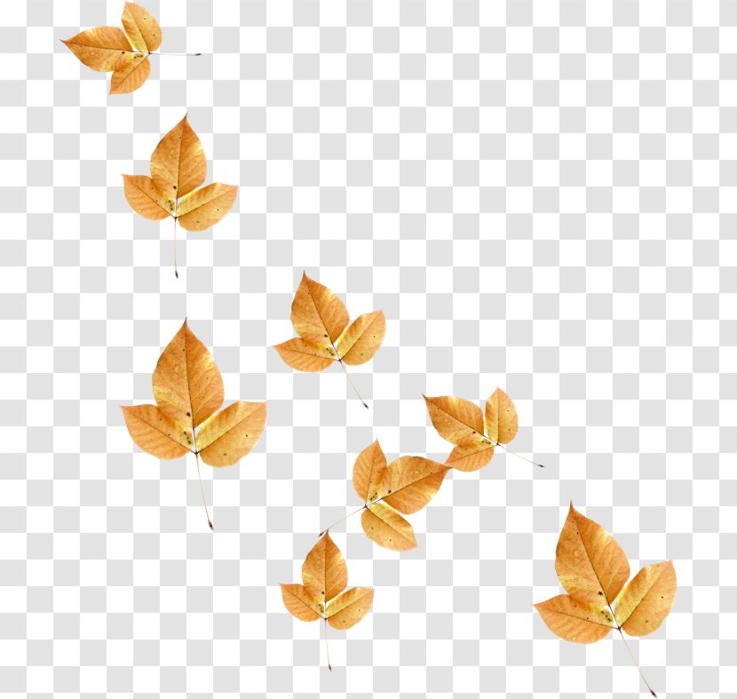Orange S.A. - Sa - Gold Leaf Transparent PNG