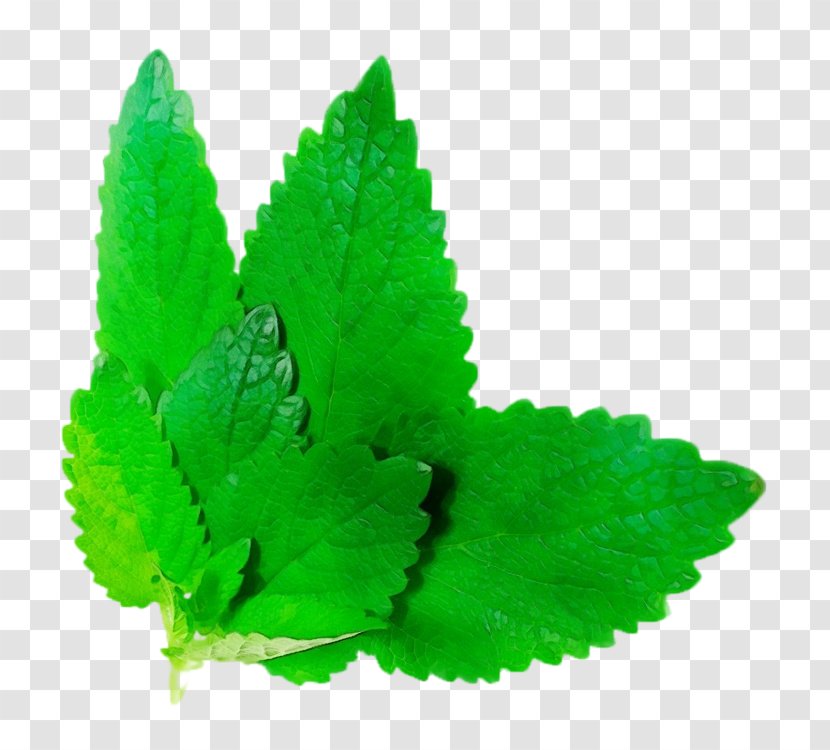 Green Leaf Plant Herb Peppermint - Flower - Annual Transparent PNG
