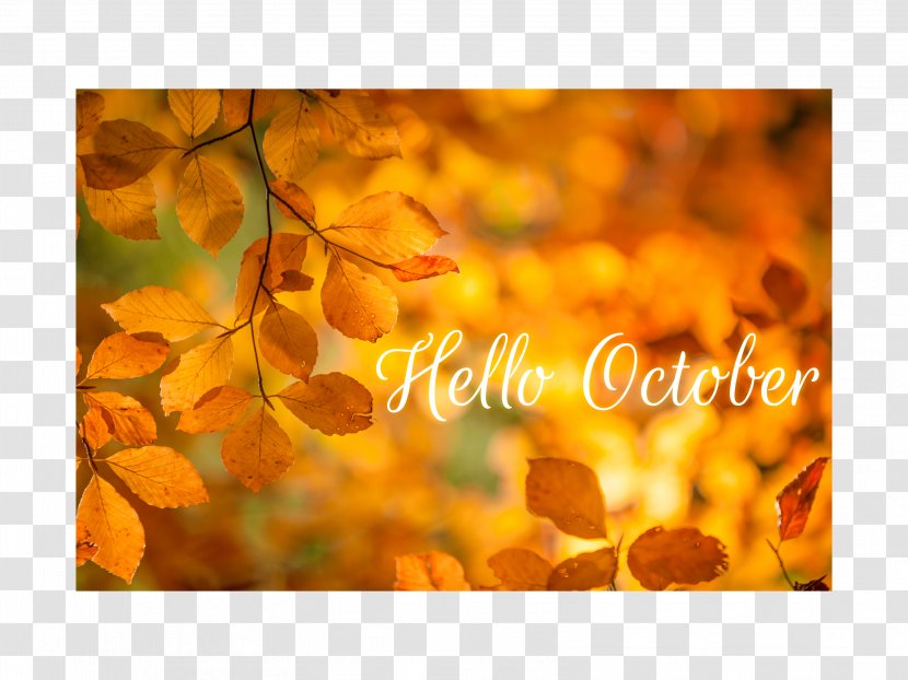 European Beech Leaf Broad-leaved Tree Autumn Text - Com - Hello September Transparent PNG